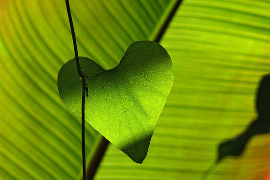 A Modest Leaf(Love) Story - The HOWL Magazine